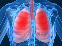 Lungs